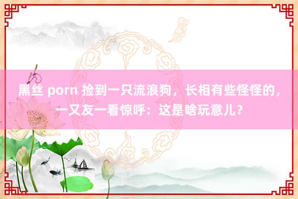 黑丝 porn 捡到一只流浪狗，长相有些怪怪的，一又友一看惊呼：这是啥玩意儿？